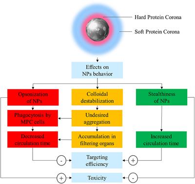 Recent Advances in Understanding the Protein Corona of Nanoparticles and in the Formulation of “Stealthy” Nanomaterials